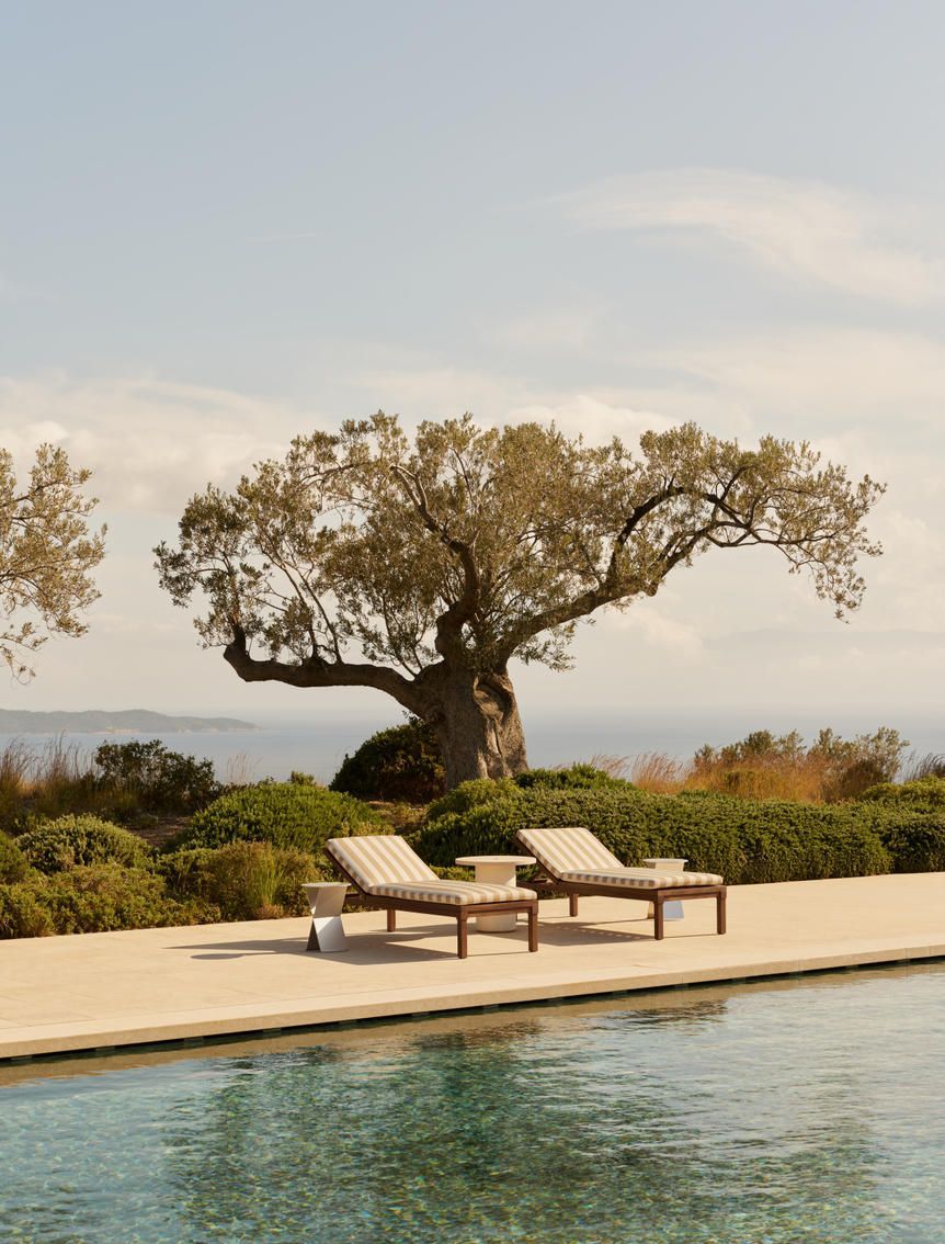Olive tree and loungers by an infinity pool at an Unfenced retreat